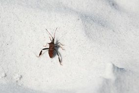 tropical insect closeup on a white surface