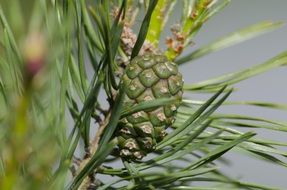 green pine cone on a branch