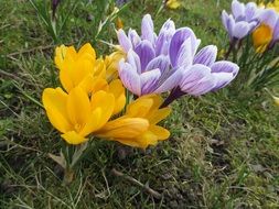 Yellow and purple crocus flowers blossoms
