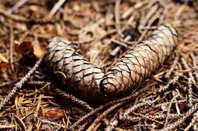 two suck cones on the forest floor