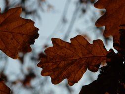 dark brown oak leaves