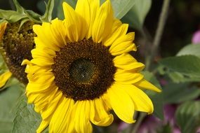 yellow sunflowers on the field