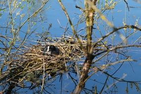 wild bird nesting place