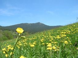 yellow flower meadow summer landscape