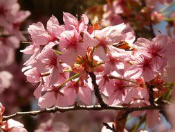 pink cherry blossom close-up
