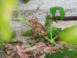 brown toad in nature