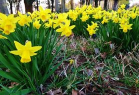 yellow daffodils in spring forest close-up