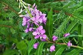 fireweed, pink wildflower