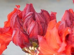 azalea bush with flowers