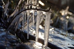 icicles on a tree in winter