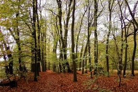 fall forest with dry foliage scene