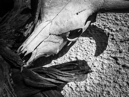 Black and white photo of animal's skull bones