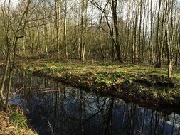 River in the forest