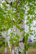 birch branches with green leaves