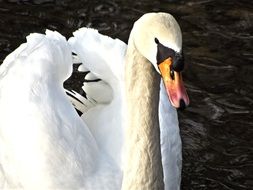 Swan in the pond
