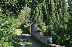 soil road along stone fence beneath trees