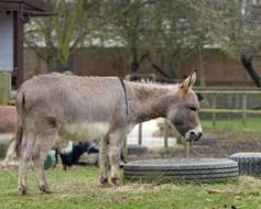 gray donkey on the farm