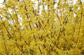 yellow flower bush