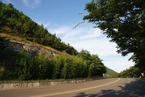 Road near the forest
