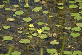 Beautiful green water lilies in the pond