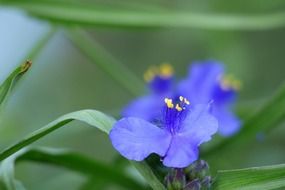 Beautiful and colorful flowers in the early summer in Japan