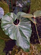 jungle plant leaf in the botanical garden