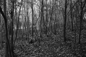 deciduous forest at fall, black and white