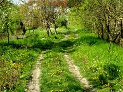 photo of a green rural road