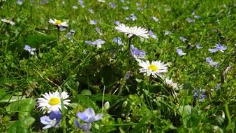 meadow daisy