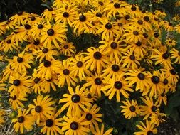 yellow echinacea on flowerbed