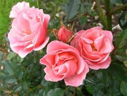four pink buds on a rose bush close-up on blurred background