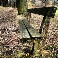 old wooden bench in the forest