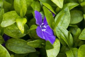 green plants and purple flower