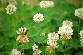 clover with white flowers close-up
