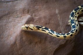 great basin gopher snake in macro