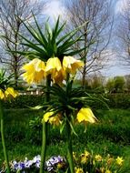 imperial crown flower