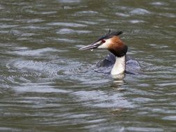 grebe bird swimming in a lake