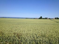 field with green groats in summer