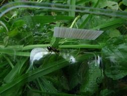 ant on plastics among green grass