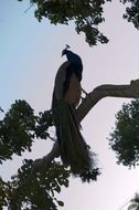 peacock on a tree in the twilight