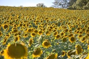 charming sunflower field