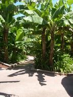 Green banana plantation