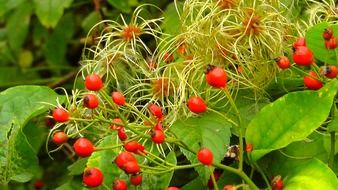 wild rose hip with ripe red berries at autumn