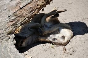 meerkats playing on the stone