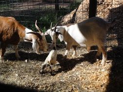 goats in the pen