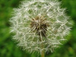 photo of dandelion seeds