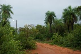 landscape of the green jungle, paraguay
