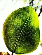 green leaf close up