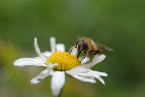 closeup picture of bee insect on yellow flower