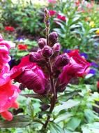 extraordinarily beautiful antirrhinum flower